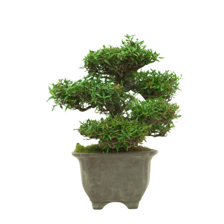 TRACHELOSPERMUM ASIATICUM IB33