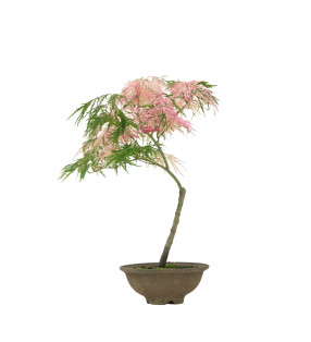ACER PALMATUM HANAMATOI IB49