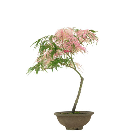 ACER PALMATUM HANAMATOI IB49