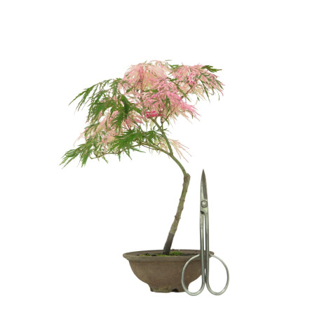 ACER PALMATUM HANAMATOI IB49