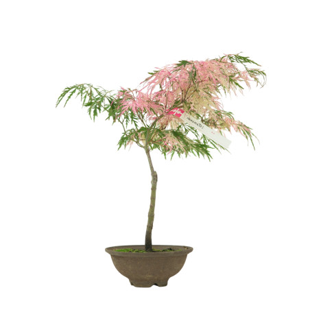 ACER PALMATUM HANAMATOI IB49