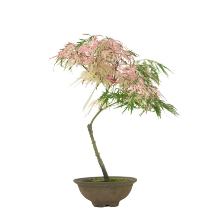ACER PALMATUM HANAMATOI IB49