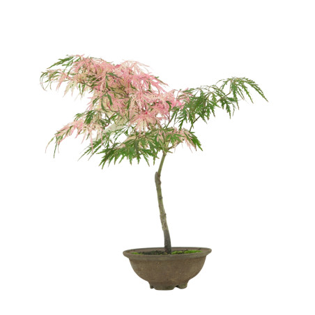 ACER PALMATUM HANAMATOI IB49