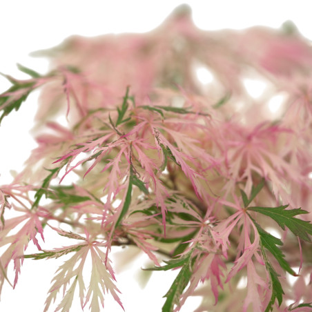 ACER PALMATUM HANAMATOI IB49