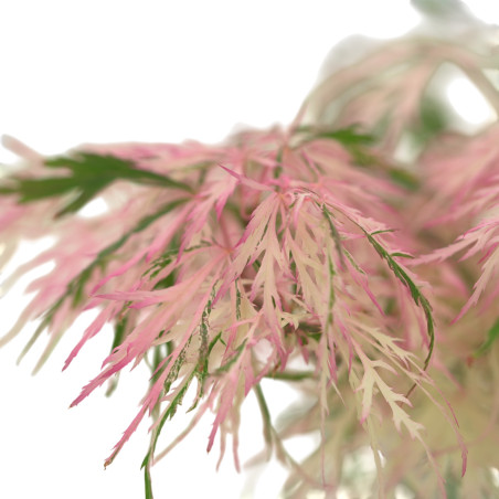 ACER PALMATUM HANAMATOI IB49