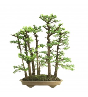 BOSQUE DE ALERCES MA-3