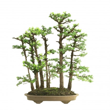 BOSQUE DE ALERCES MA-3