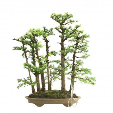 BOSQUE DE ALERCES MA-3