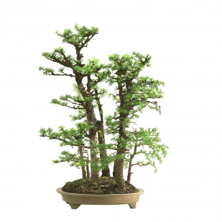 BOSQUE DE ALERCES MA-3