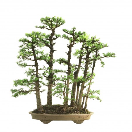 BOSQUE DE ALERCES MA-3