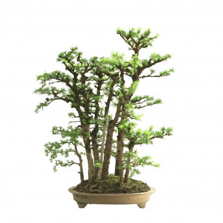BOSQUE DE ALERCES MA-3