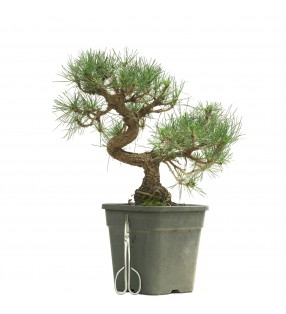 PINUS THUNBERGII 13835