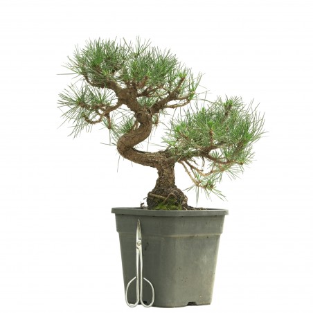 PINUS THUNBERGII 13835