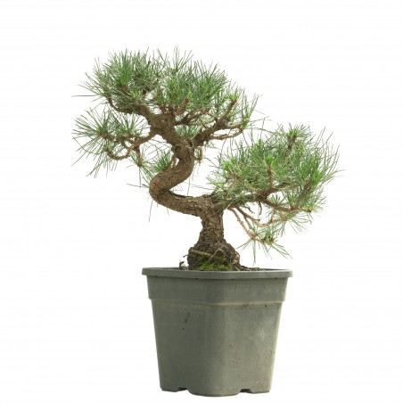 PINUS THUNBERGII 13835