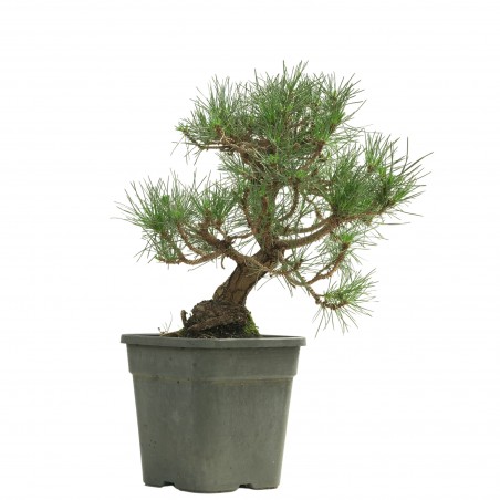 PINUS THUNBERGII 13835