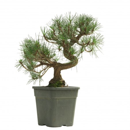PINUS THUNBERGII 13835
