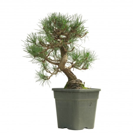 PINUS THUNBERGII 13835