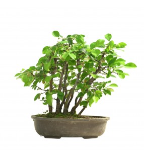 CHAENOMELES SINENSIS IB309