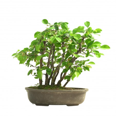 CHAENOMELES SINENSIS IB309
