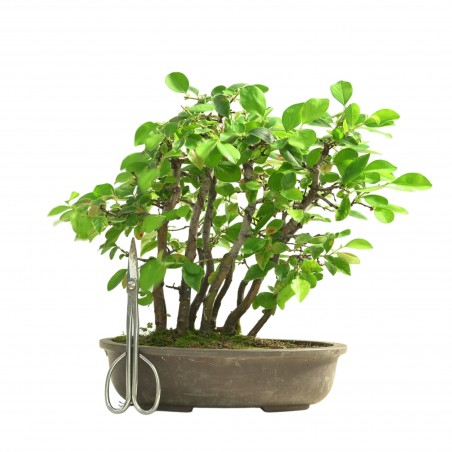 CHAENOMELES SINENSIS IB309