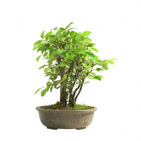 CHAENOMELES SINENSIS IB309