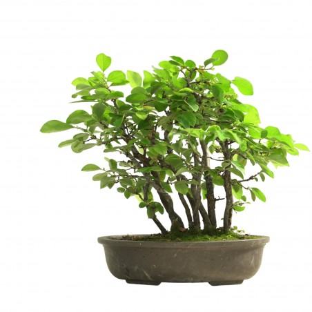 CHAENOMELES SINENSIS IB309