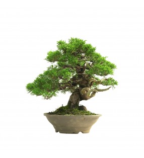 JUNIPERUS ITOIGAWA 16665