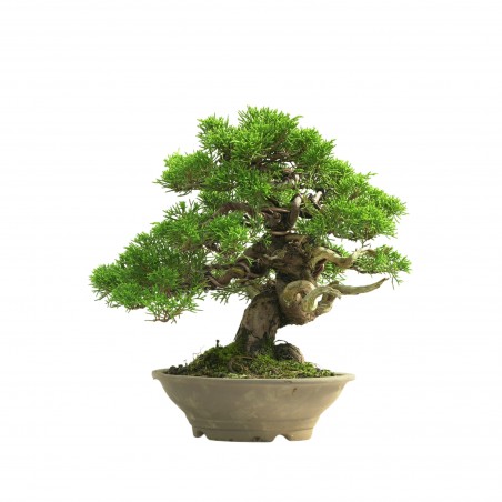 JUNIPERUS ITOIGAWA 16665