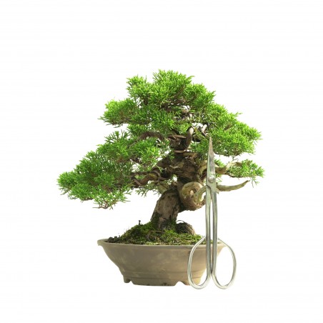 JUNIPERUS ITOIGAWA 16665