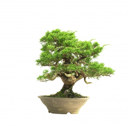 JUNIPERUS ITOIGAWA 16665