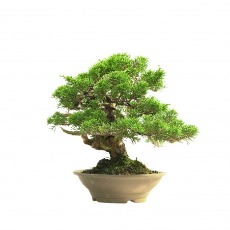 JUNIPERUS ITOIGAWA 16665