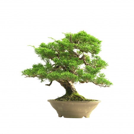JUNIPERUS ITOIGAWA 16665