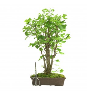 GINKGO BILOBA IB311