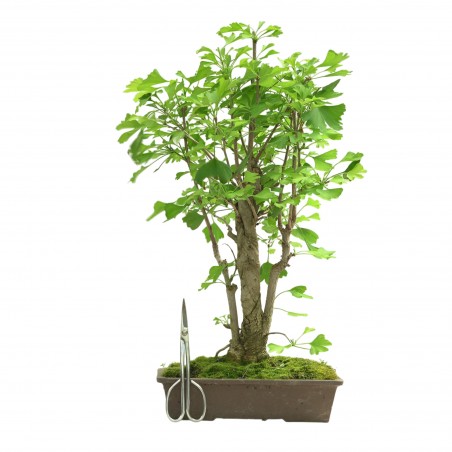 GINKGO BILOBA IB311