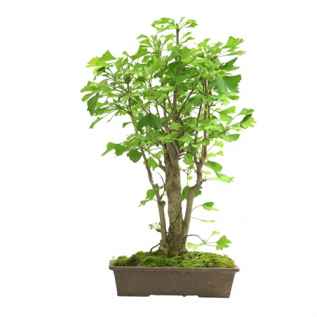 GINKGO BILOBA IB311