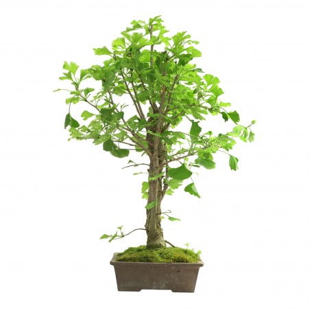 GINKGO BILOBA IB311