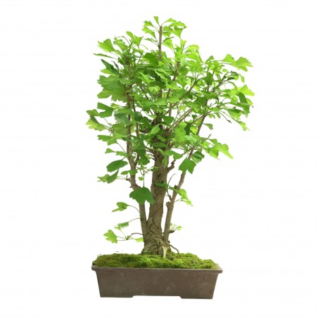 GINKGO BILOBA IB311