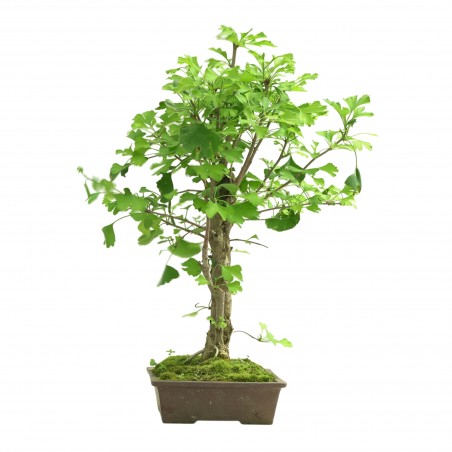 GINKGO BILOBA IB311