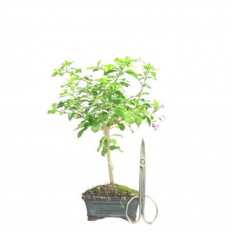 DURANTHA REPENS 16780