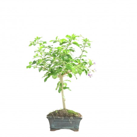 DURANTHA REPENS 16780