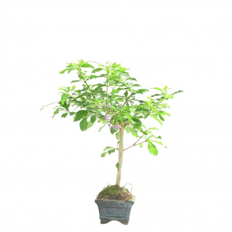 DURANTHA REPENS 16780