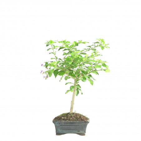 DURANTHA REPENS 16780