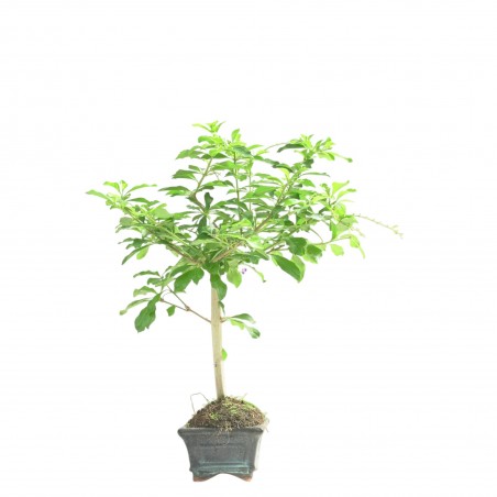 DURANTHA REPENS 16780