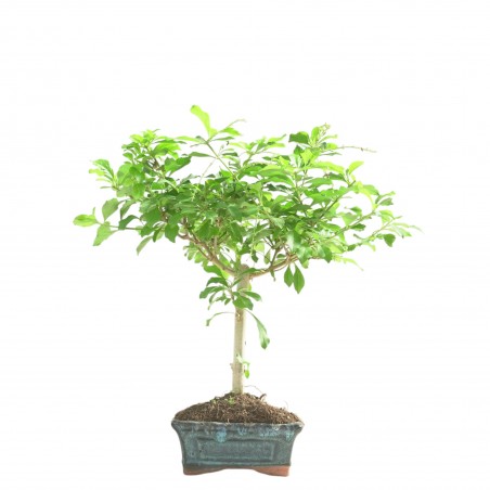 DURANTHA REPENS 16781
