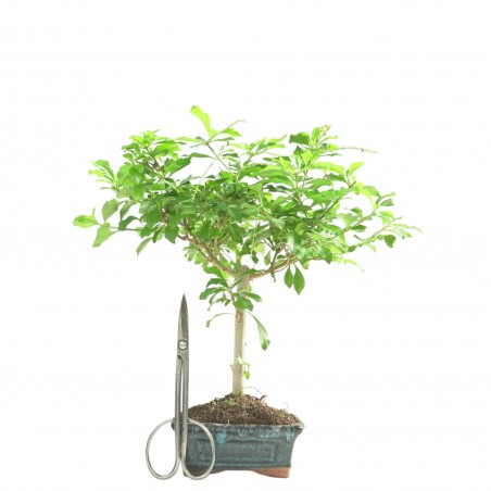 DURANTHA REPENS 16781