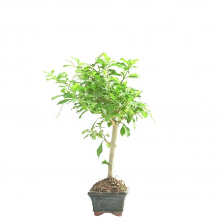 DURANTHA REPENS 16781