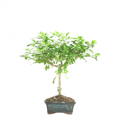 DURANTHA REPENS 16781