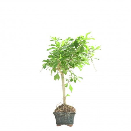 DURANTHA REPENS 16781