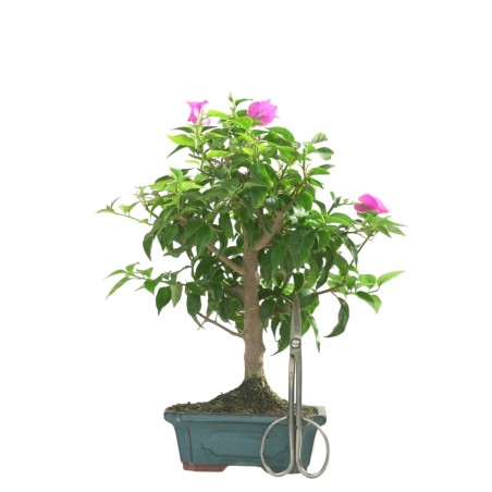 BOUGAINVILLEA 16783