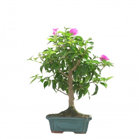 BOUGAINVILLEA 16783
